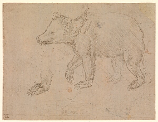 A Bear Walking