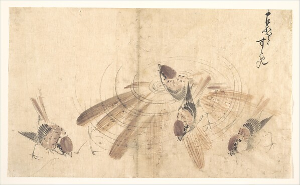 Sparrows